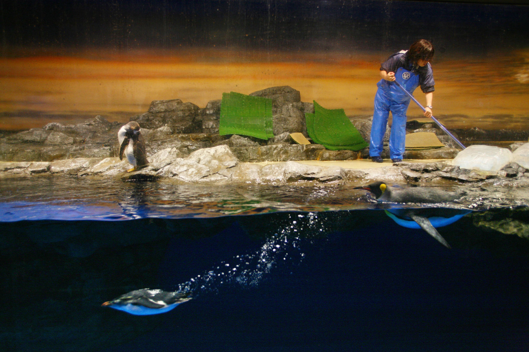 Japan penguins